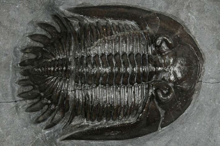 Mrakibina Trilobite - Mrakib, Morocco #352626